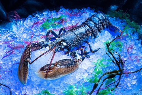 banyan-tree-macau_-blue-lobster_belon