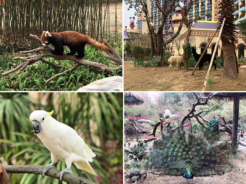小熊貓、羊駝、鸚鵡和孔雀四大珍稀動物展區