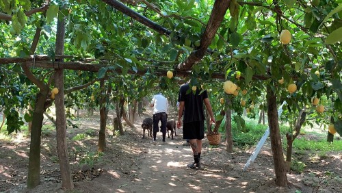 new圖片_名廚Ernesto從家族的17英畝有機農場「Le Peracciole」滿是檸檬林 Photo_Chef Ernesto familys 17-acre organic farm Le