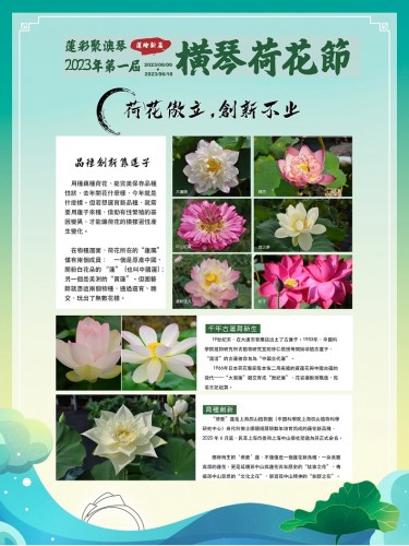 荷花板