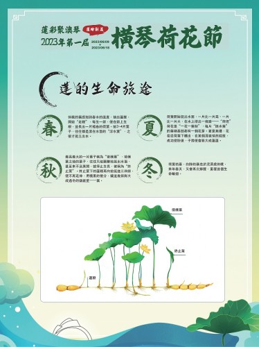 荷花板