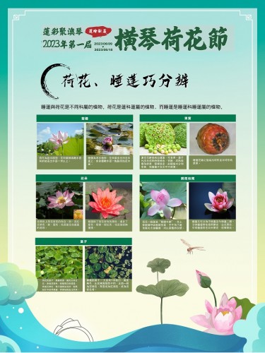 荷花板