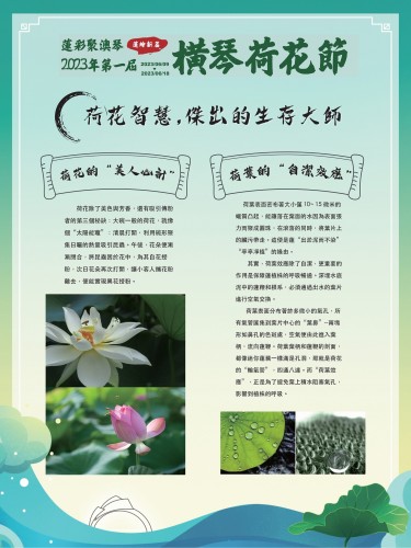 荷花板